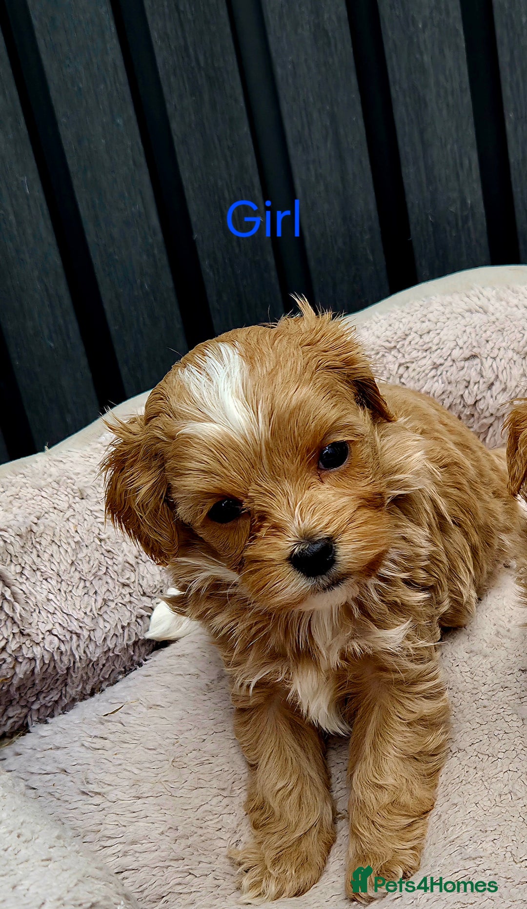 Maltipoo dogs for sale: Tiny Maltipoo Puppies for  sale - Image 14