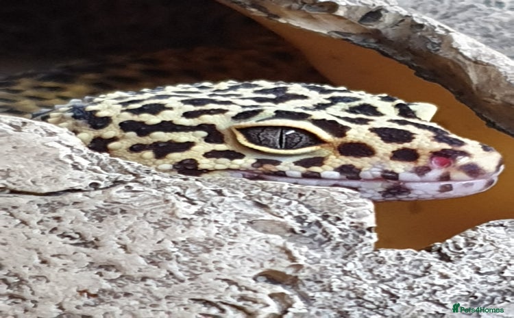 Leopard Gecko reptiles - Advert 1
