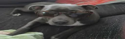 Mixed Breed dogs for sale: Daisy 8 months old  in Swadlincote - Advert 3