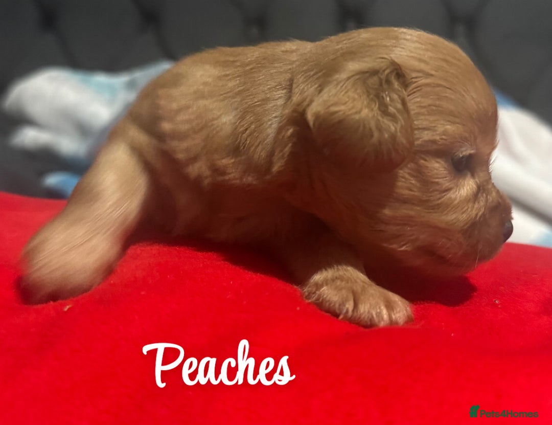 Chipoo dogs for sale: READY TO LEAVE THIS WEEK! Chipoo puppies - Advert 13