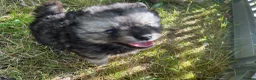 Pomsky dogs for sale: Pomsky puppies  - Advert 10