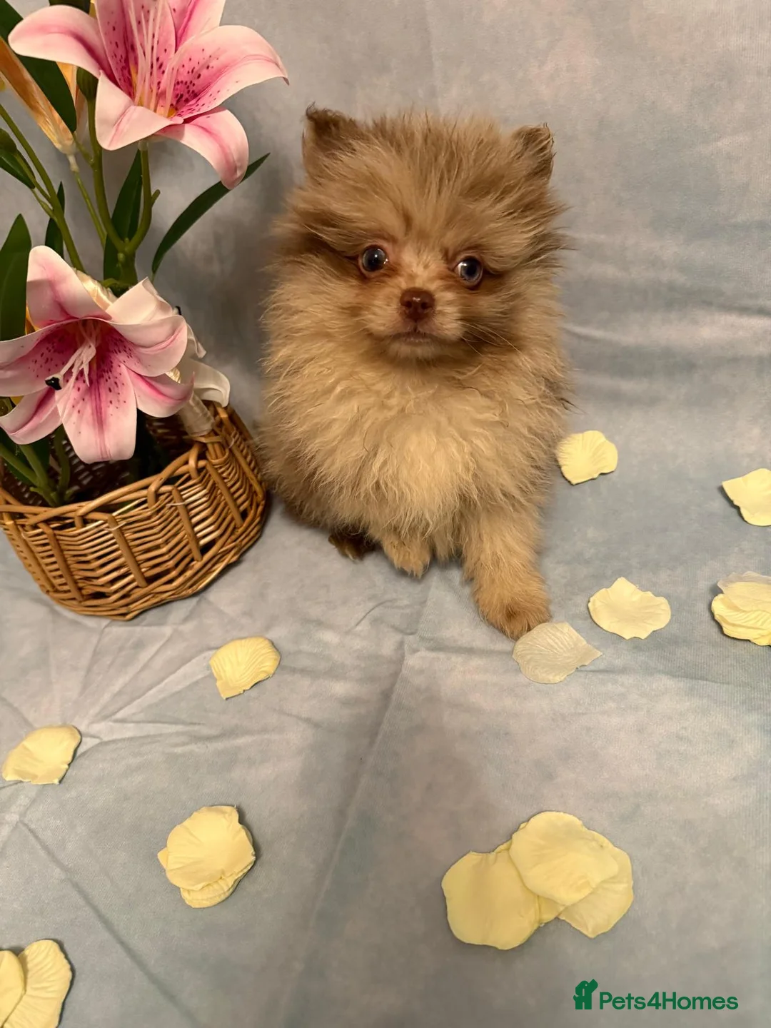 Pomeranian dogs for sale: Pomeranian puppies - Advert 2