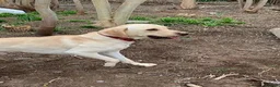 Labrador Retriever dogs for sale: Urgent need of new home in Edinburgh - Advert 2