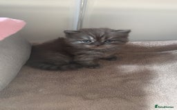 British Shorthair cats for sale: BSH Kittens - Image 1
