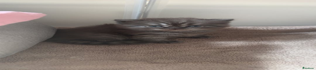 BSH 2