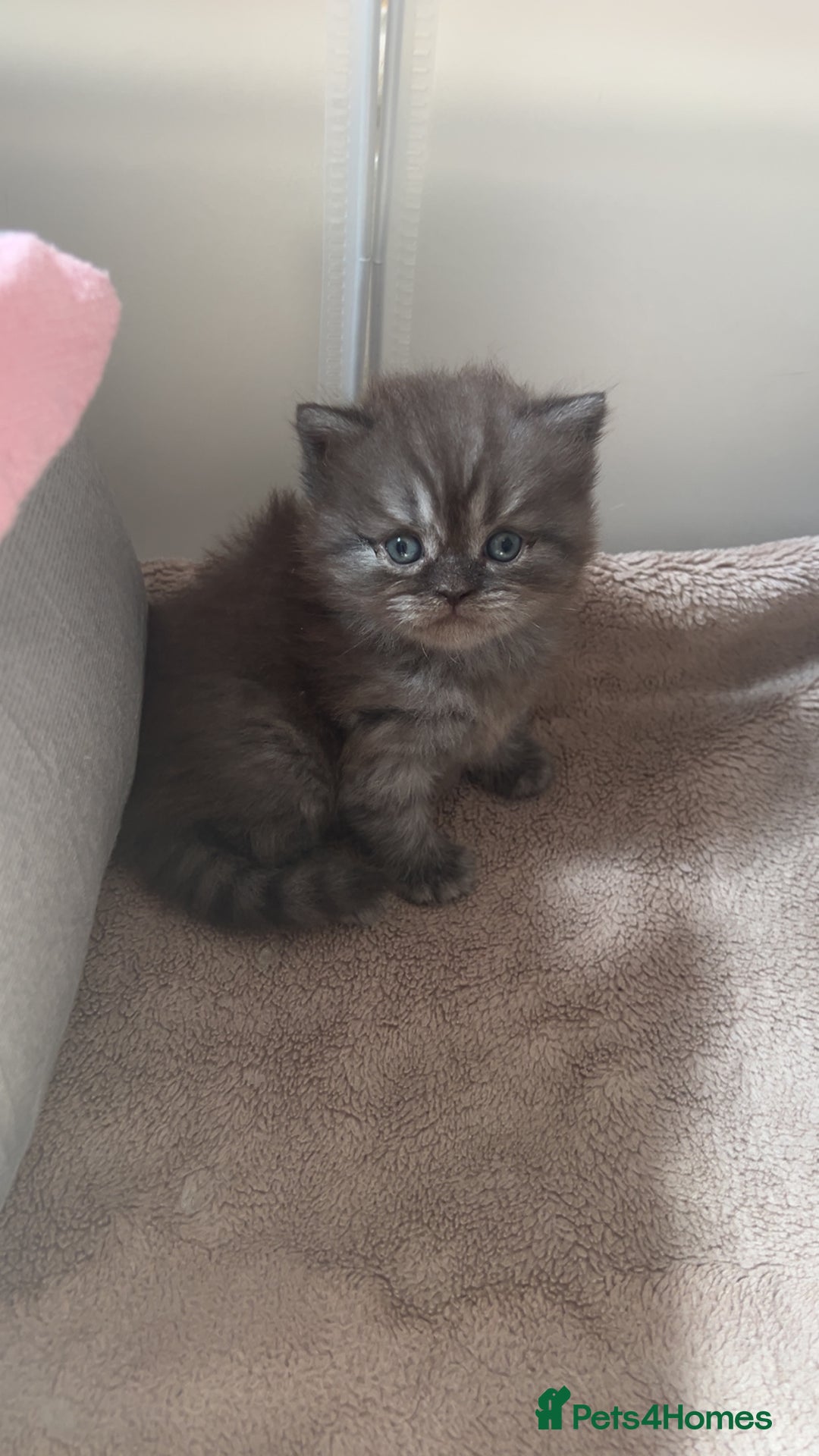 British Shorthair cats for sale: BSH Kittens - Image 1