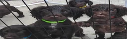 Cocker Spaniel dogs for sale: Cocker spaniel pups - Advert 8