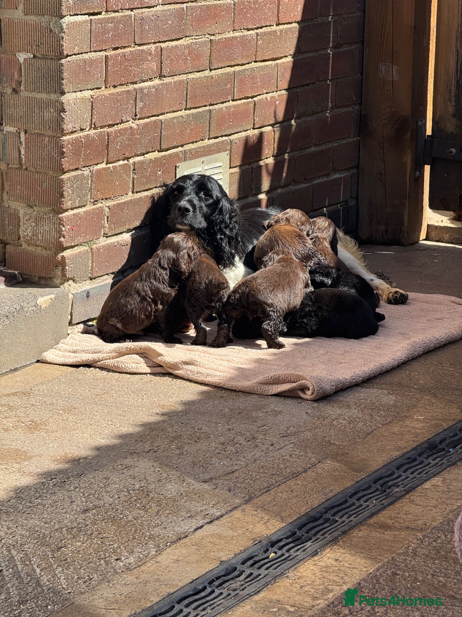 Sprocker dogs Beautiful Sprocker Pups..  - Advert 1