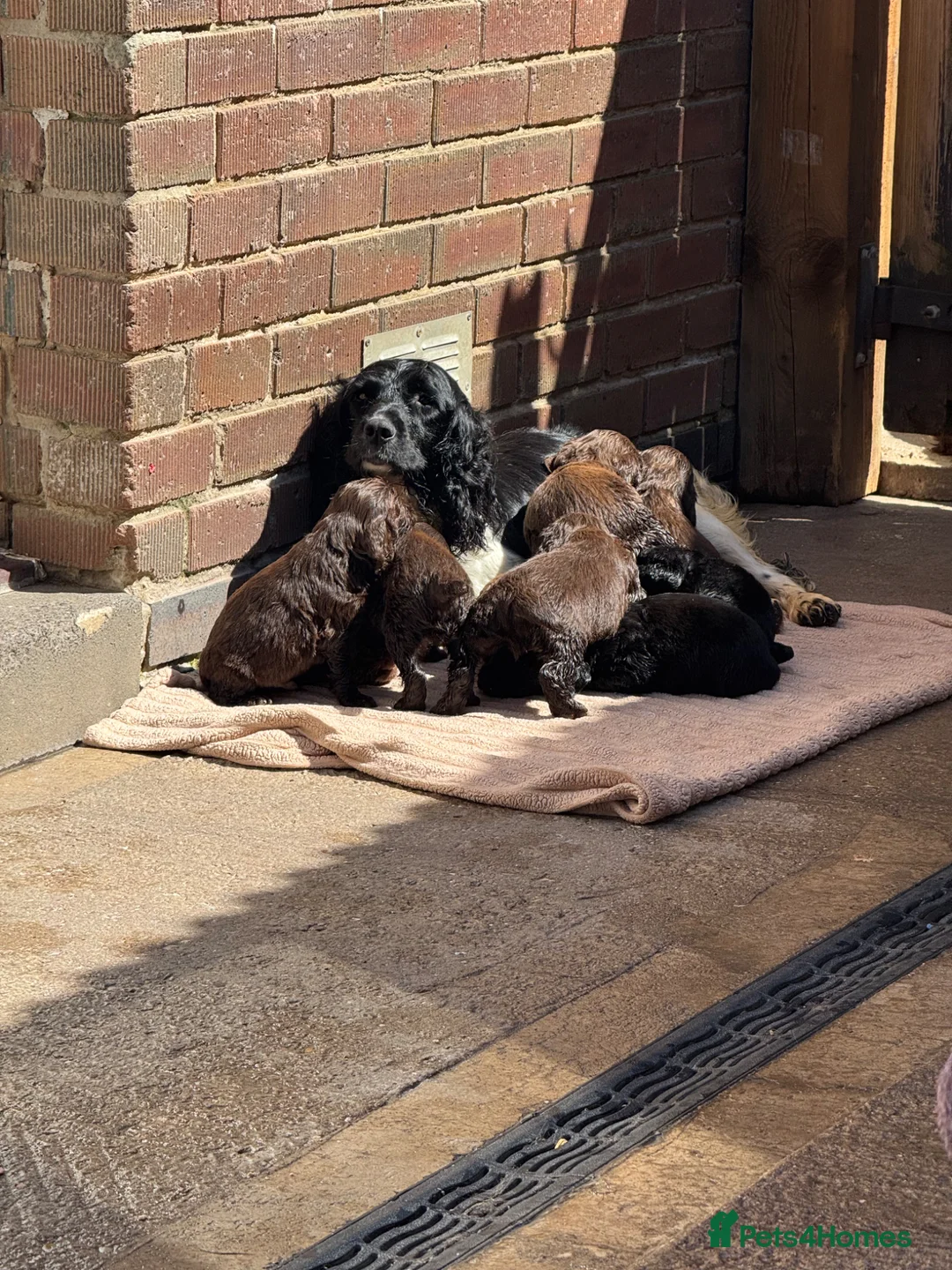 Sprocker dogs for sale: Beautiful Sprocker Pups..  - Advert 1