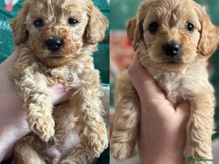 Goldendoodle dogs Miniature Goldendoodles - Ready Mid December - Advert 8