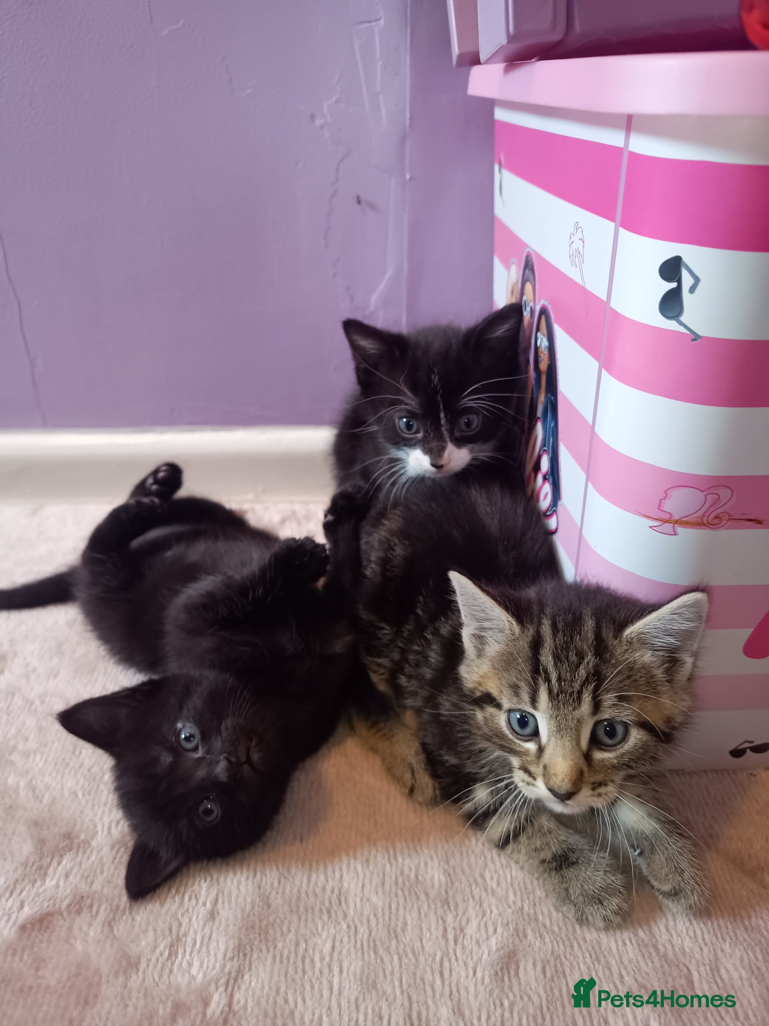 Mixed Breed cats Tabby, all black and black and white kittens   - Advert 14