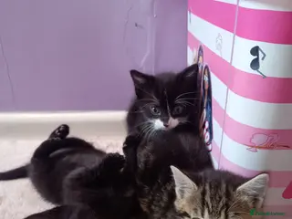 Mixed Breed cats Tabby, all black and black and white kittens - Advert 5