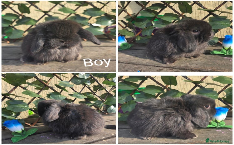 Mini Lop rabbits - Advert 9