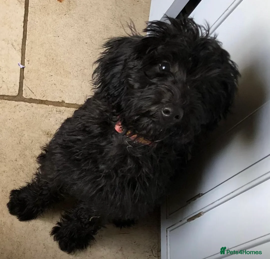 Labradoodle dogs for sale: Gorgeous miniature labradoodles - Advert 10