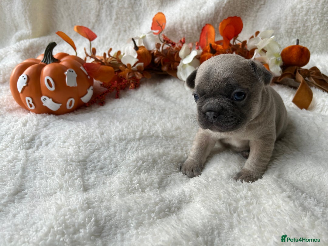 French Bulldog dogs for sale: Frenchie pups KC Registered  - Image 12