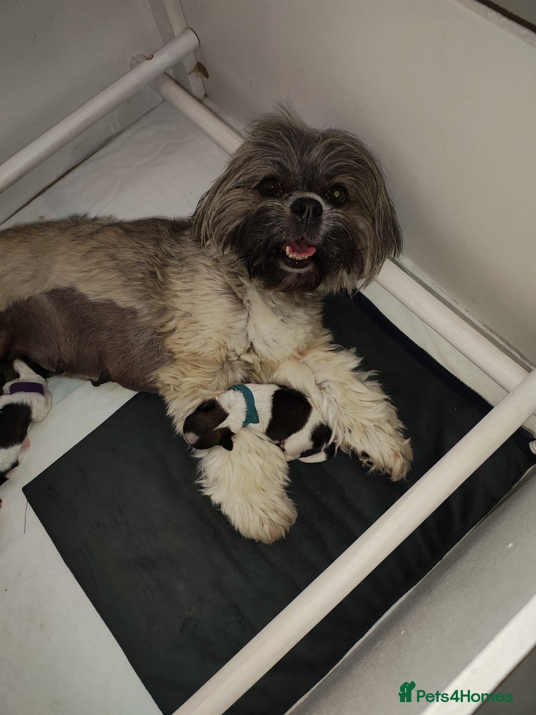 Lhasa Apso dogs for sale: Beautiful Lhasa Apso pups - Image 8