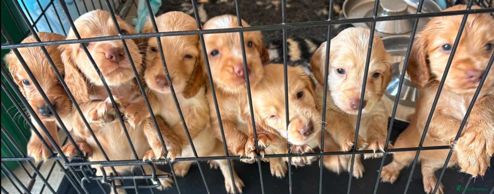 Cocker Spaniel dogs Red & golden cocker spaniel puppies 🐶 ❤️ - Advert 2