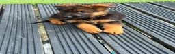 German Shepherd dogs for sale: German Shepard puppies ⭐️ready to be rehomed ⭐️ - Advert 5