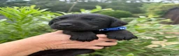 Labrador Retriever dogs for sale: Beautiful KC Black Labrador Retriever Puppies  - Advert 27