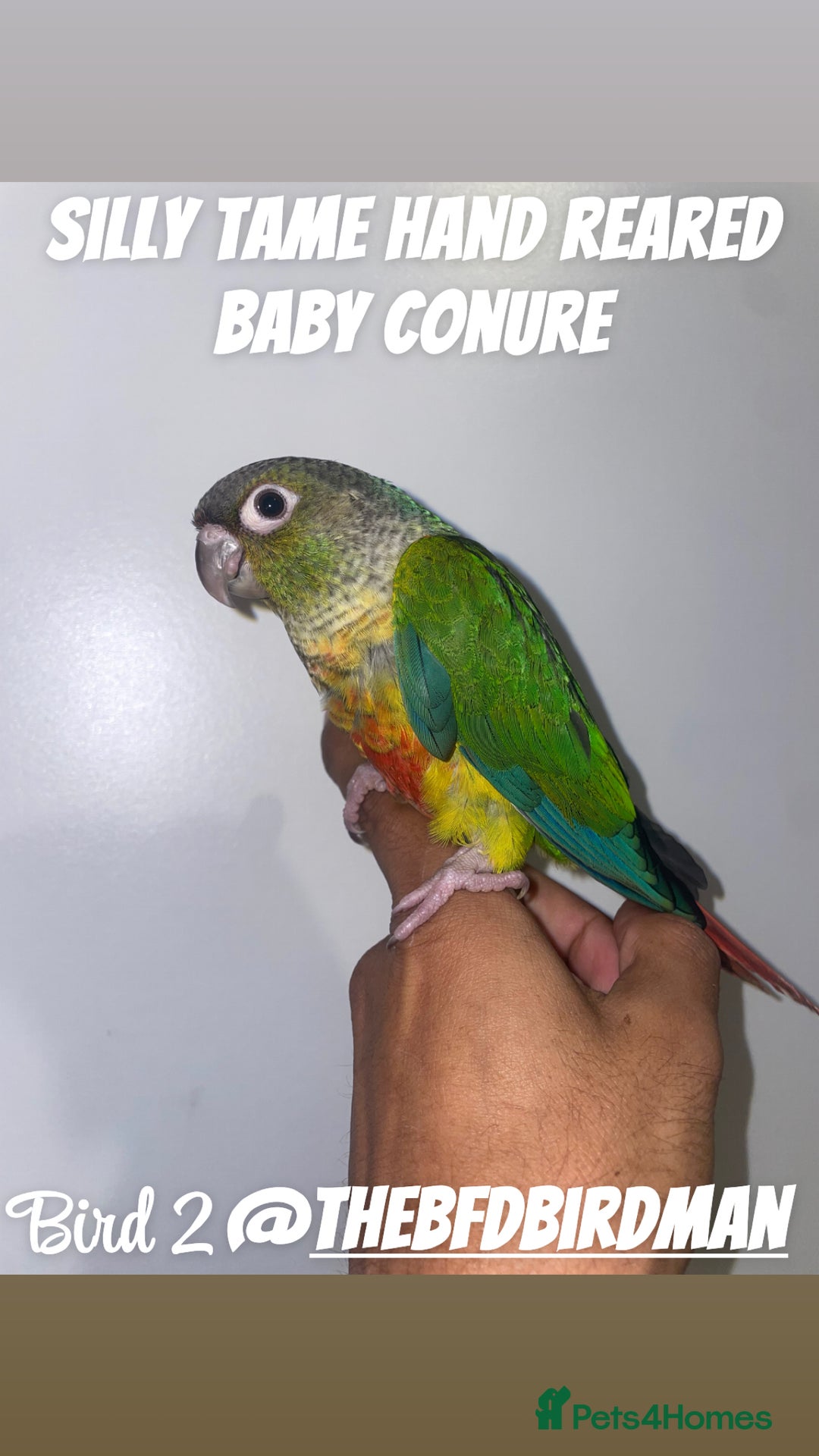 Conures birds for sale: 100% SILLY TAME HAND REARED BABY CONURES - Image 2