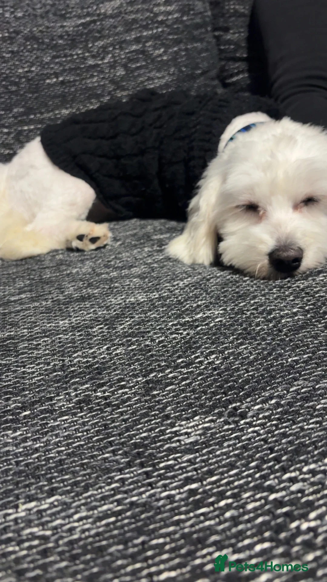 Maltese dogs for stud: maltese for stud  - Advert 2