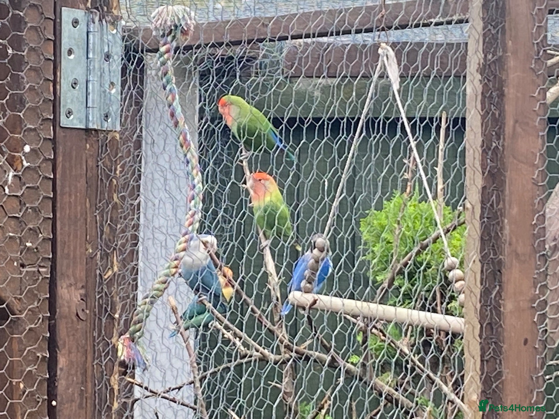 Lovebirds birds Lovebirds for sale! 🦜 - Advert 6