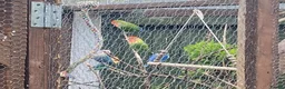 Lovebirds birds for sale: Lovebirds for sale! 🦜 - Advert 1