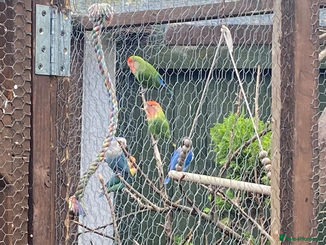 Lovebirds birds for sale: Lovebirds for sale! 🦜 - Advert 1