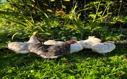 Chickens poultry for sale: Trio of bantams  - Image 15