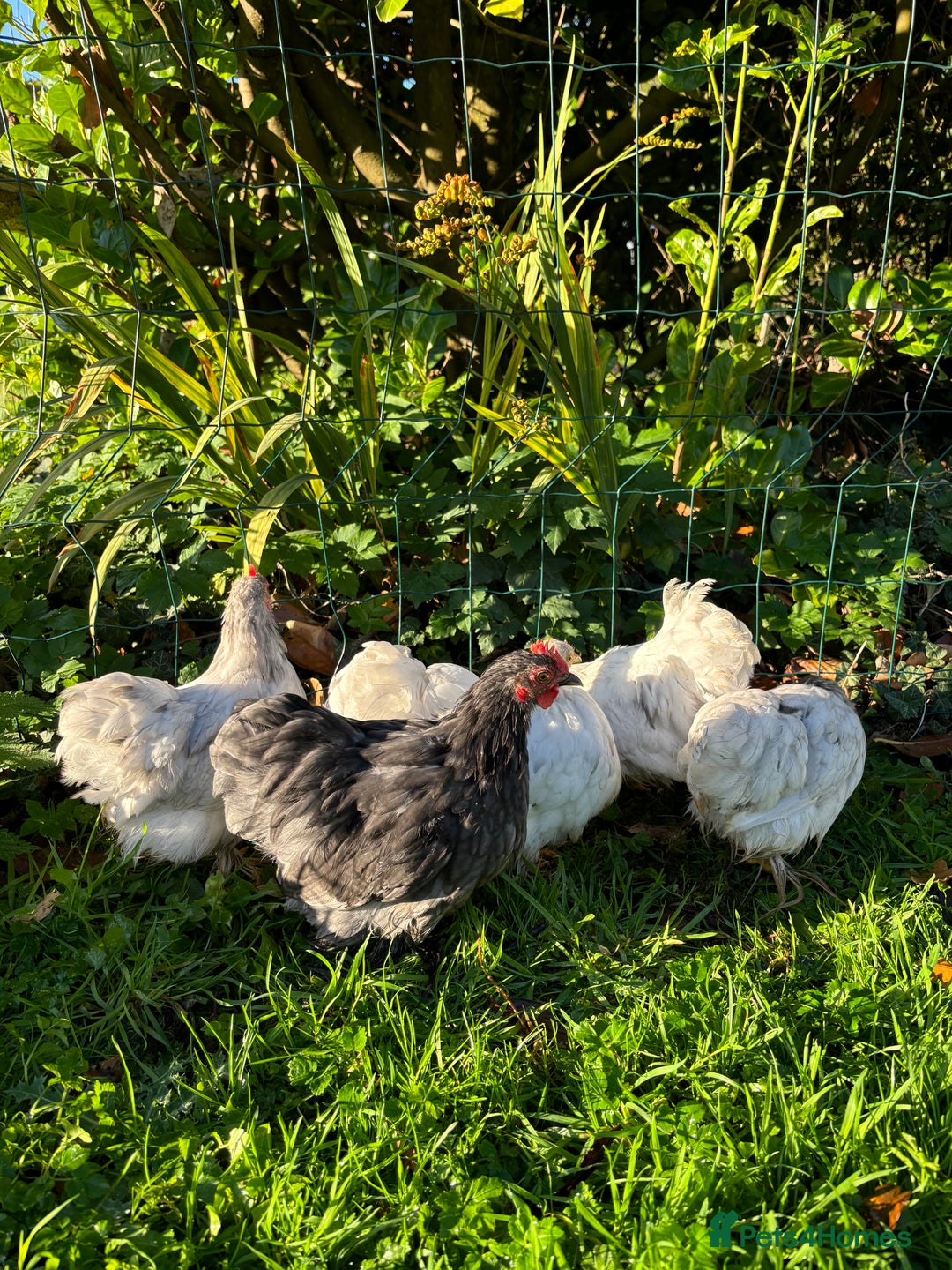 Chickens poultry for sale: Trio of bantams  - Image 15