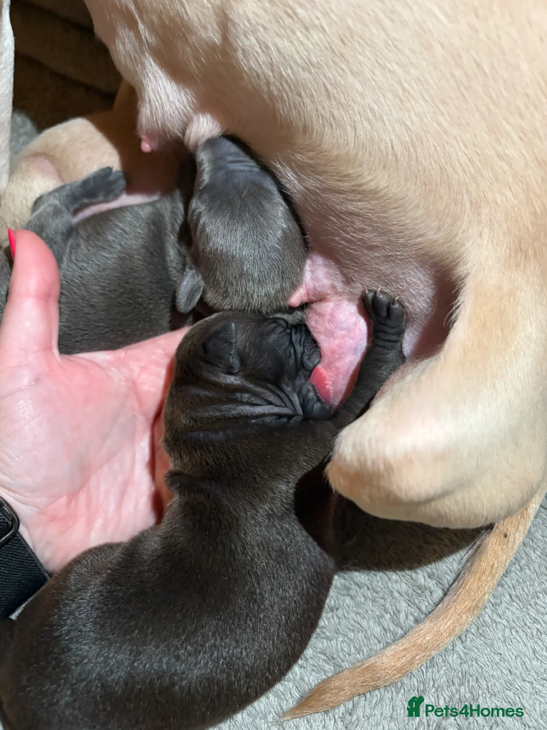 Italian Greyhound dogs for sale: KC registered Italian Greyhound puppies  in Windsor - Advert 2