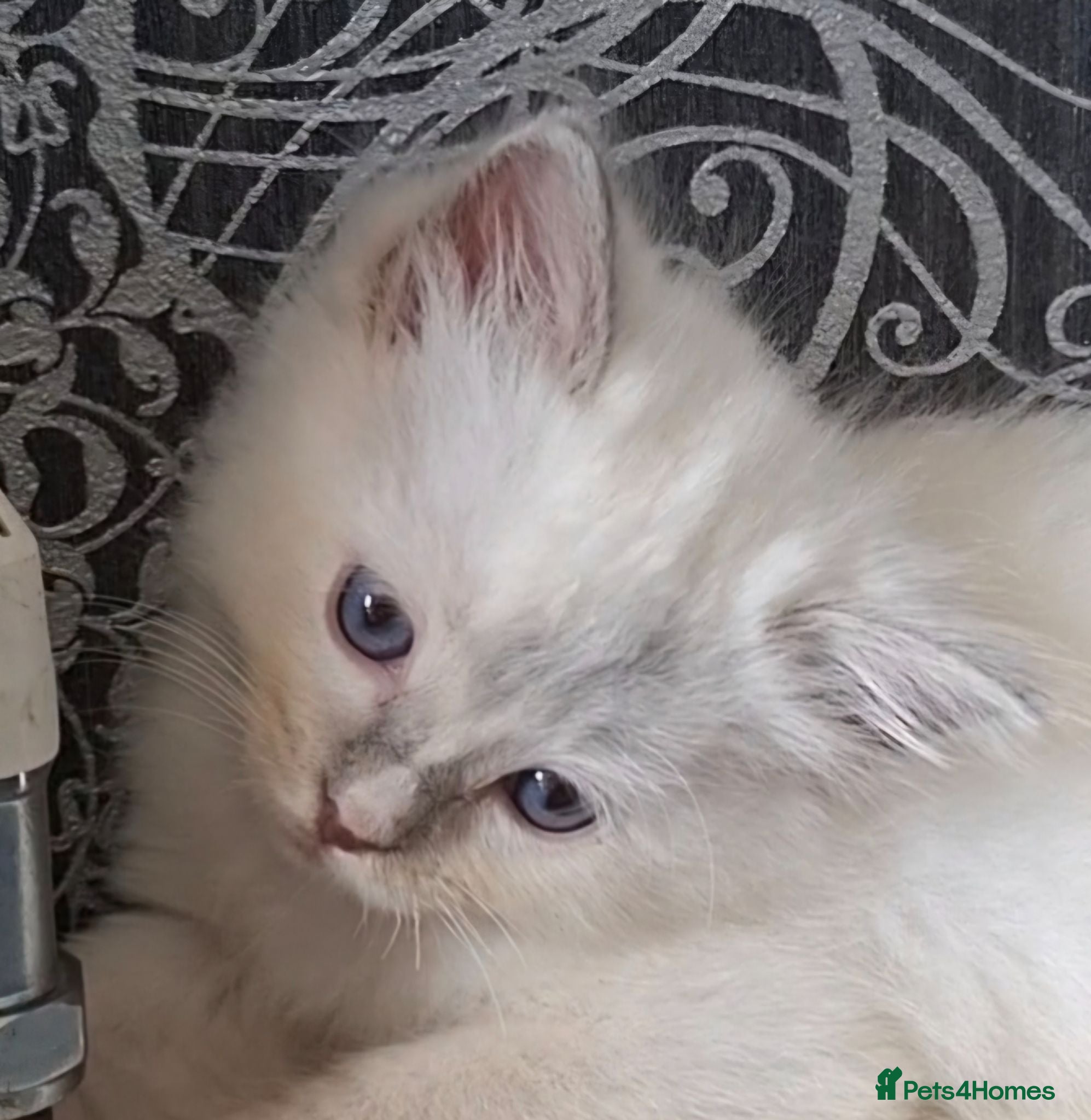 Ragdoll cats GCCF Lilac Ragdoll Kittens - Advert 13
