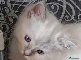 Ragdoll cats GCCF Lilac Ragdoll Kittens - Advert 2