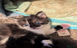 Mixed Breed cats for sale: Gorgeous kittens Cute bundles of mischief - Image 5