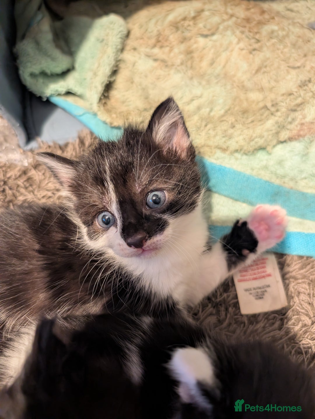 Mixed Breed cats for sale: Gorgeous kittens Cute bundles of mischief - Image 5