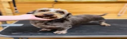 Dachshund dogs for sale: Wire haired miniature dachsunds - Advert 10