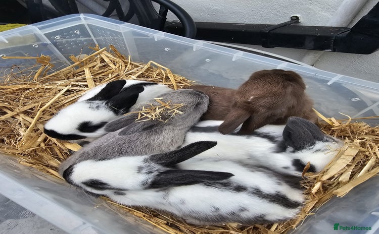 English Spot rabbits - Advert 2