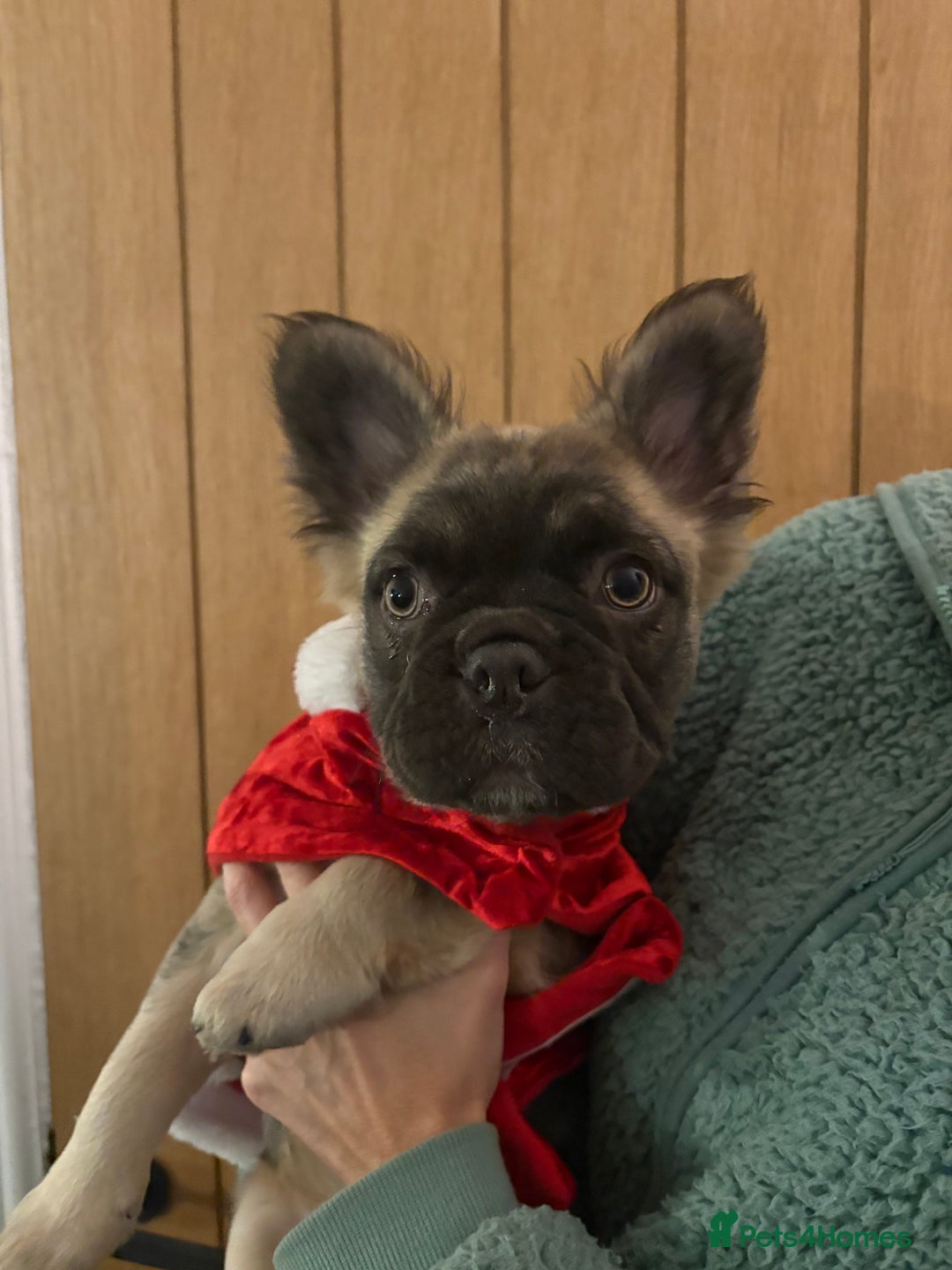 French Bulldog dogs for sale:  Fluffy Frenchie 🧸 - Advert 3