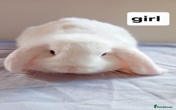 Mini Lion Lop rabbits for sale: Pure bred mini Lops ready to leave  - Image 6