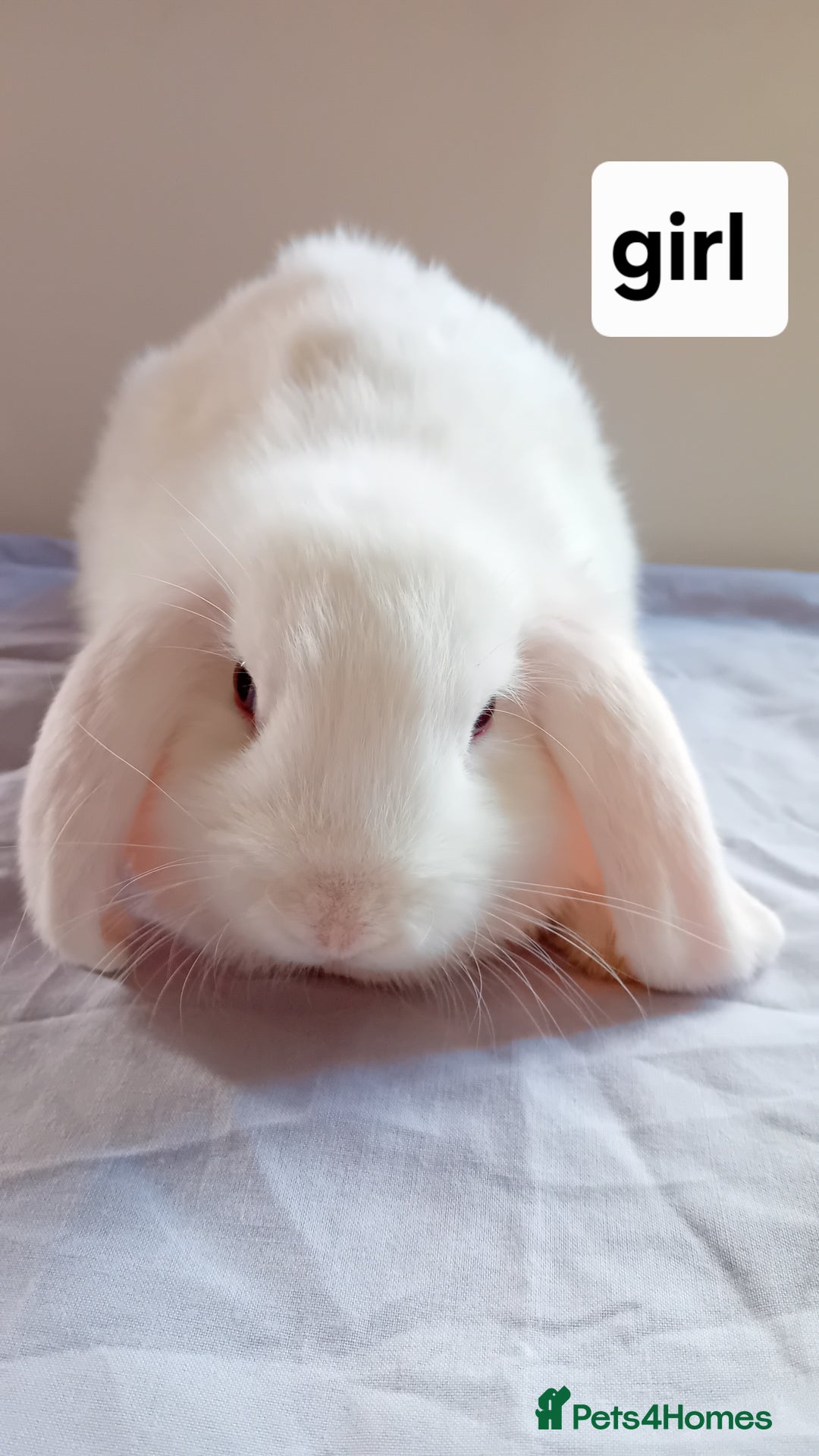Mini Lion Lop rabbits for sale: Pure bred mini Lops ready to leave  - Image 6