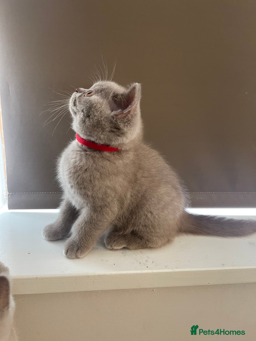 British Shorthair cats for sale: British Shorthair, Ready to be rehomed - Advert 8
