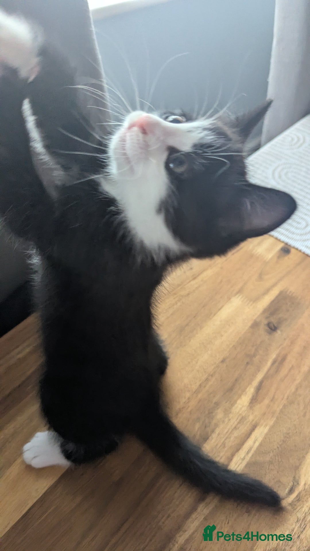 Mixed Breed cats for sale: **2 kittens left*** Beautiful litter - Image 15