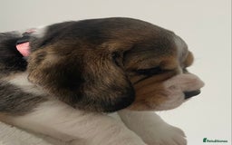 Beagle dogs for sale: KC Registered Beagle Puppies - Image 7
