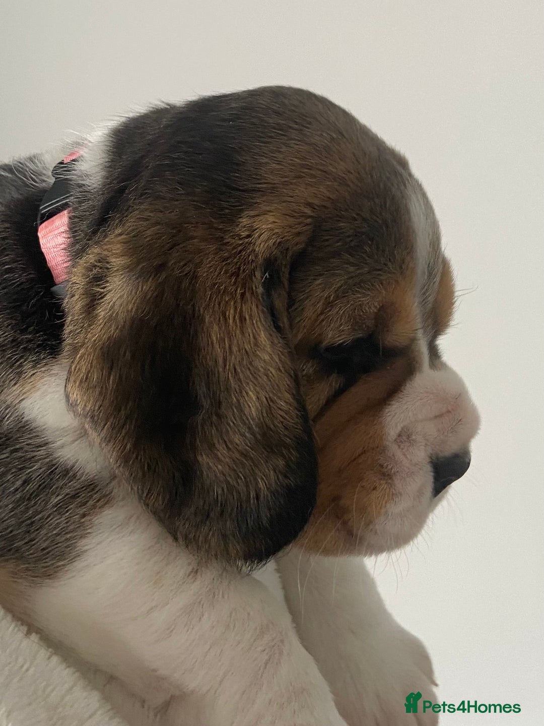 Beagle dogs for sale: KC Registered Beagle Puppies - Image 7