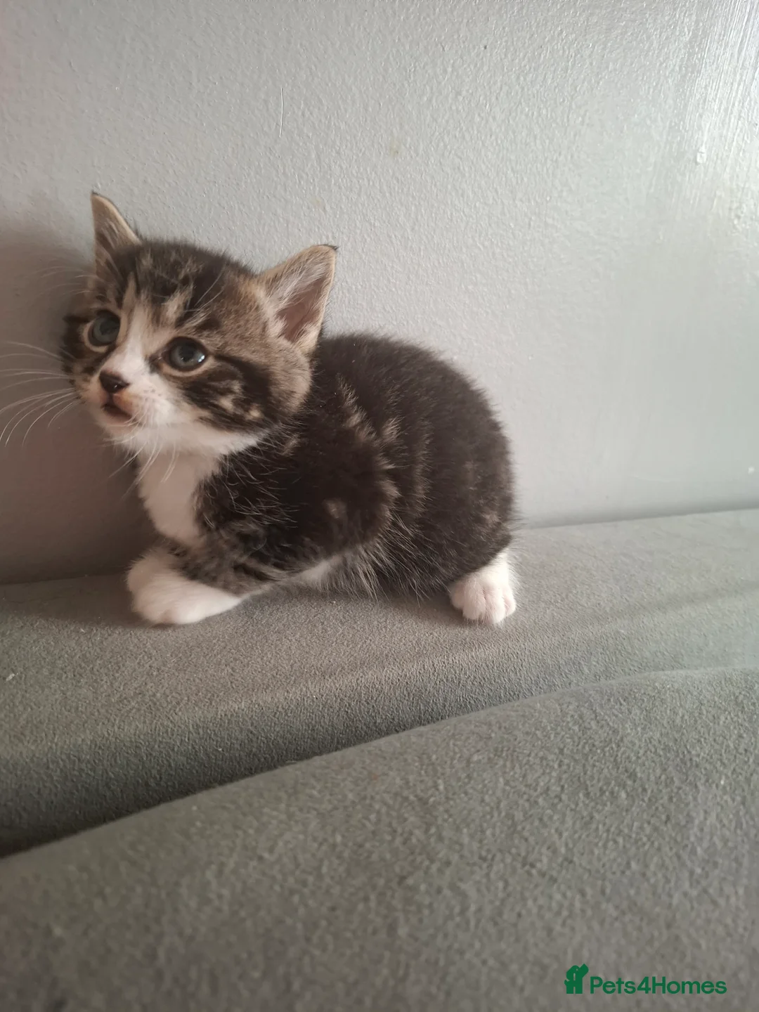 Domestic Shorthair cats for sale: Kittens  - Advert 8