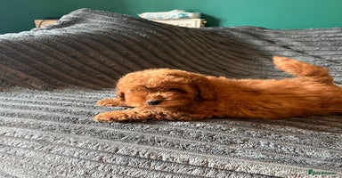 Cavapoo dogs - Advert 11