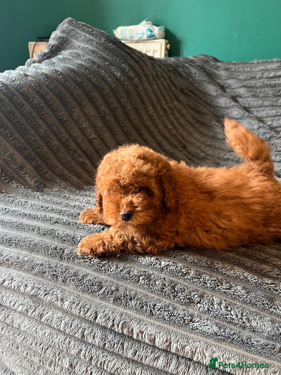 Cavapoo dogs for sale:  ⭐️2 boys left⭐️ - Image 2