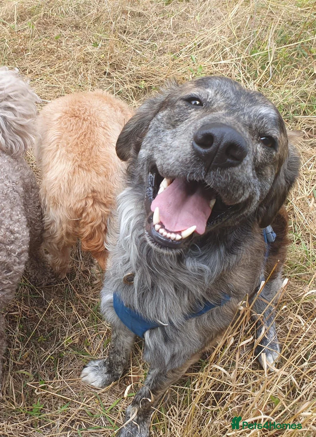 Mixed Breed dogs for adoption: Albie - Advert 2