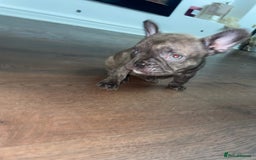 French Bulldog dogs for sale: Brindle & Fawn French Bulldog Puppies - Image 26