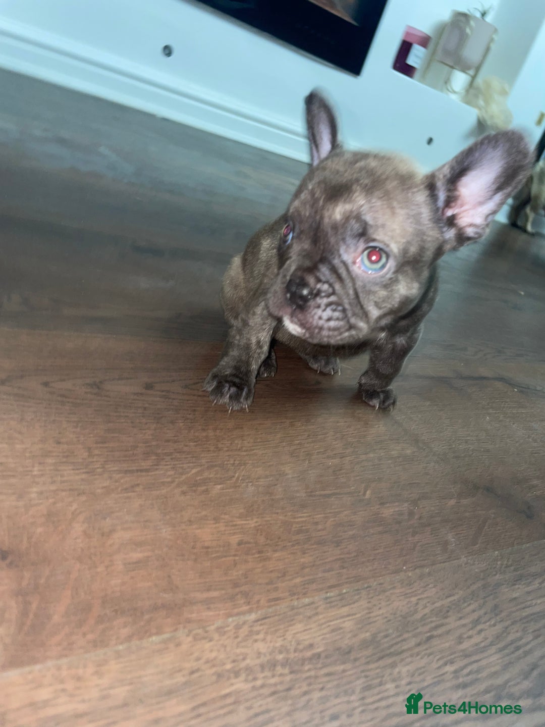 French Bulldog dogs for sale: Brindle & Fawn French Bulldog Puppies - Image 26